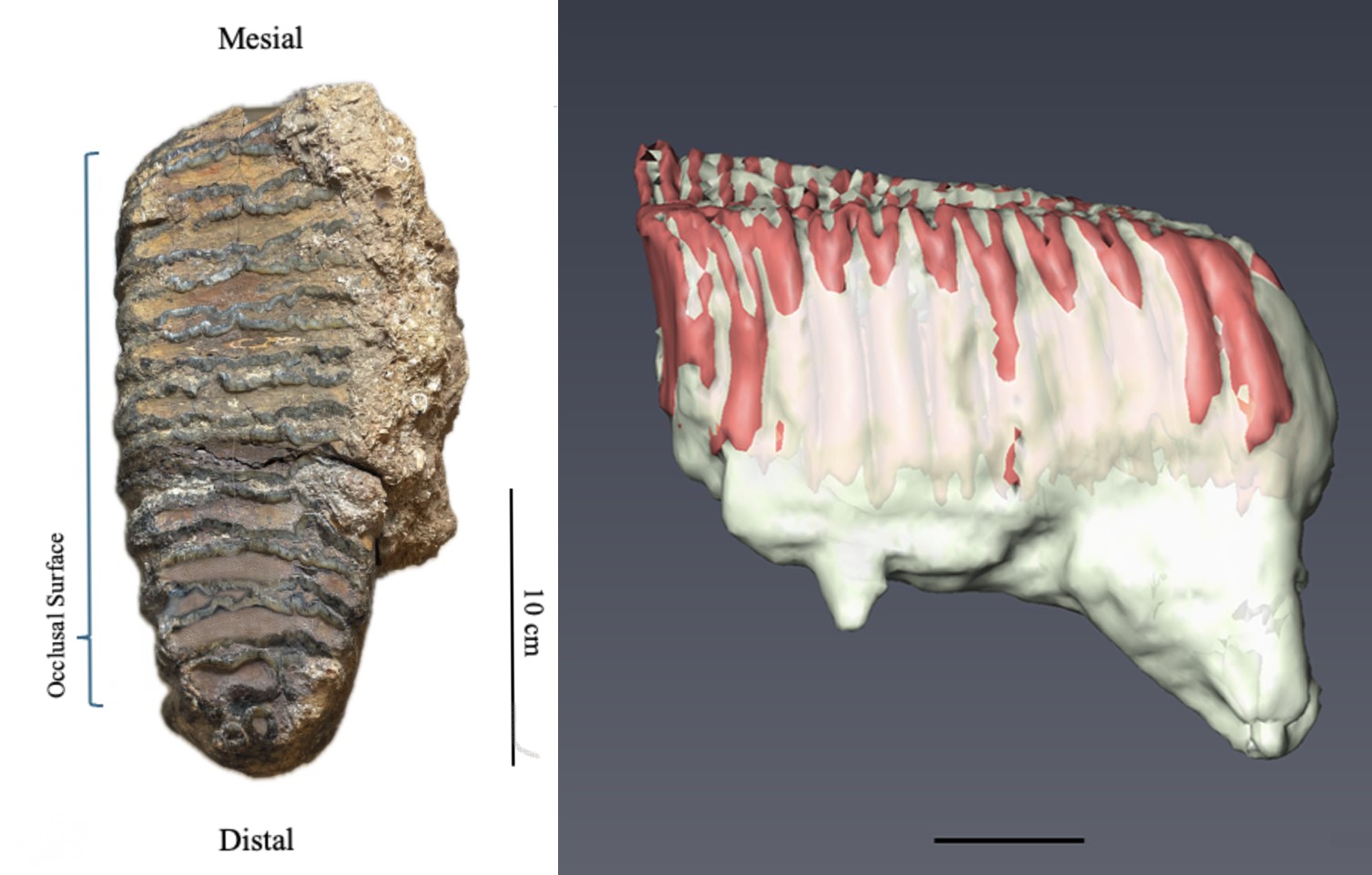 Computer-generated reconstruction of the elephant tooth Computer-generated reconstruction of the elephant tooth